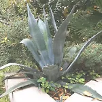 Secret Garden With Private Parking Space * Opatija